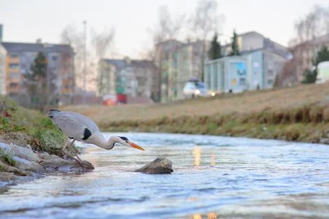 Grey heron Foto stock