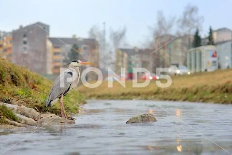 Grey heron Stock Photos