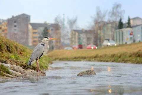 Grey heron Foto stock