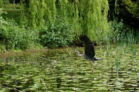 Grey heron Stock Photos