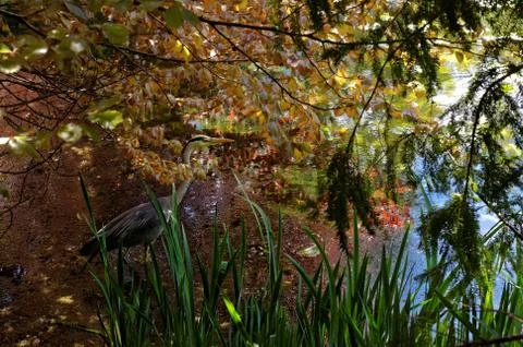 Grey heron Stock-Fotos