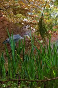 Grey heron Stock Photos