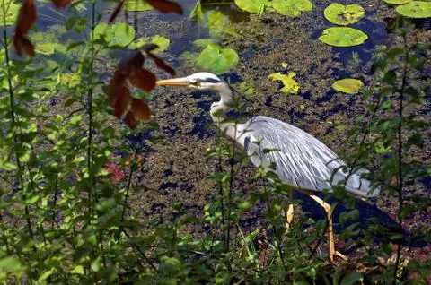 Grey heron Stock Photos