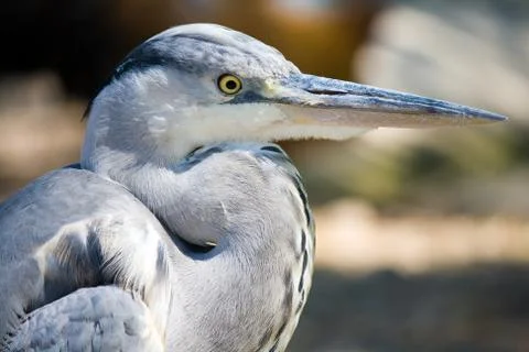 Grey heron Stock Photos