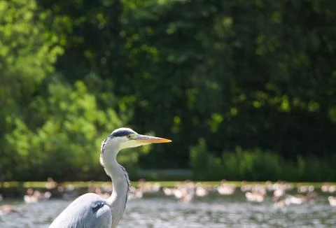 Grey Heron Stock Photos
