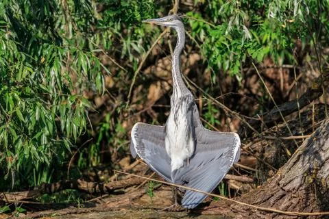 Grey heron Stock Photos