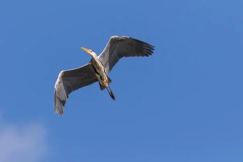 Grey Heron Stock Photos