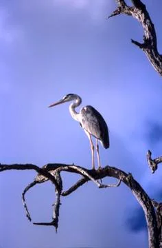Grey Heron Stock Photos