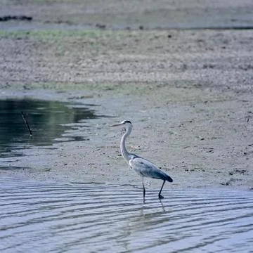 Grey Heron Stock Photos