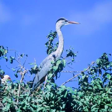 Grey Heron Stock Photos