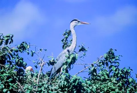 Grey Heron Stock Photos