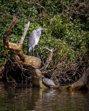 Grey heron Stock Photos