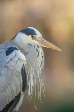 Grey heron Fotos Stock