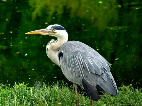 Grey Heron Stock Photos