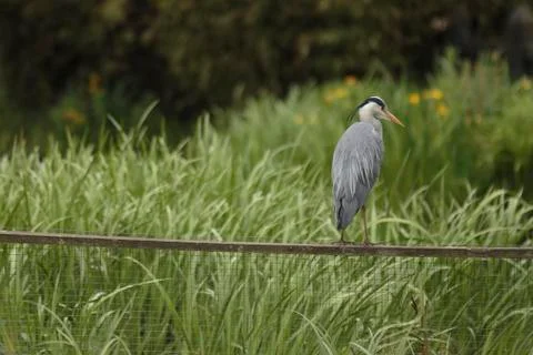 A grey heron Stock Photos