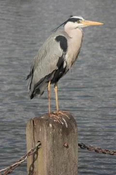 Grey heron Stock Photos