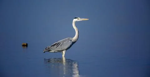Grey heron Photos