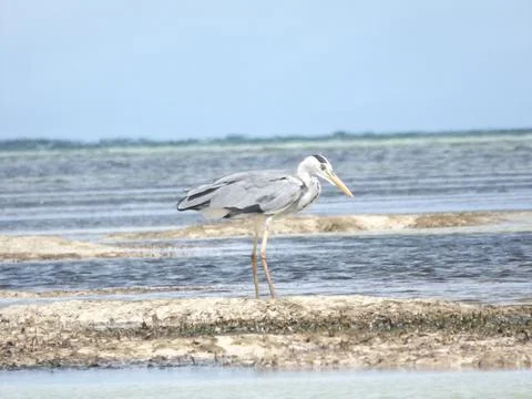 Grey heron Stock Photos
