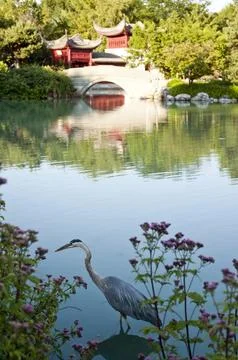 Grey heron Stock Photos