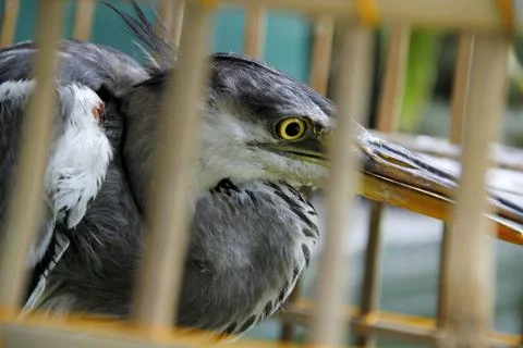 Grey Heron Stock Photos