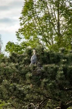 Grey heron Stock Photos