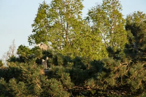 Grey heron Stock Photos