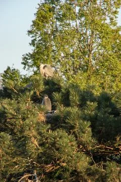Grey heron Stock Photos