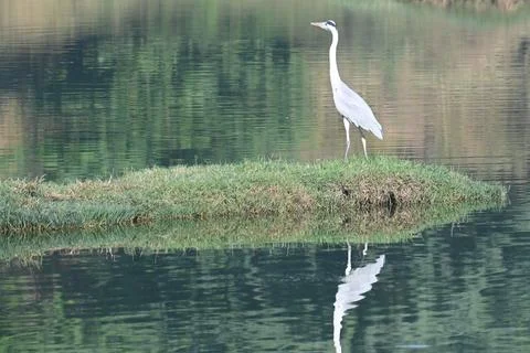 Grey Heron Stock Photos