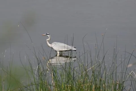 A grey heron Stock Photos