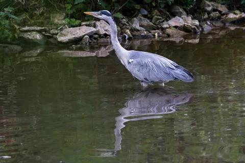 Grey heron Stock Photos