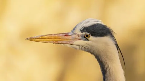 Grey heron Stock Photos