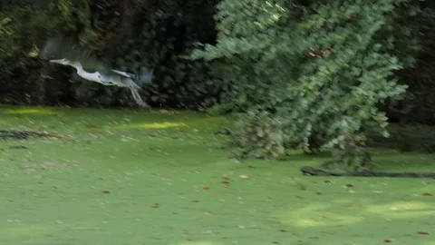 Grey Heron at a Pond Stock Footage 81115228