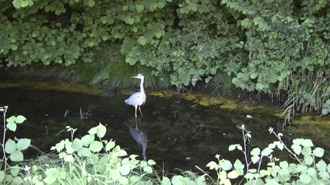 Grey heron in a pond Video stock 155352918
