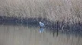 Grey Heron in pond with shelf in cold season nature HD Footage