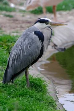 Grey heron by pool side Stock Photos