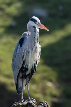 Grey Heron posing on a stone Stock Photos