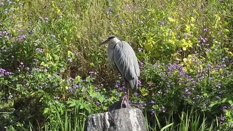 Grey Heron Preening and Standing on One Leg Among Purple Wildflowers Vídeo Stock 341801030