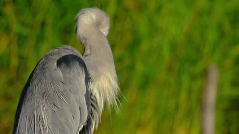 Grey heron preening feathers Stock Footage 315563216
