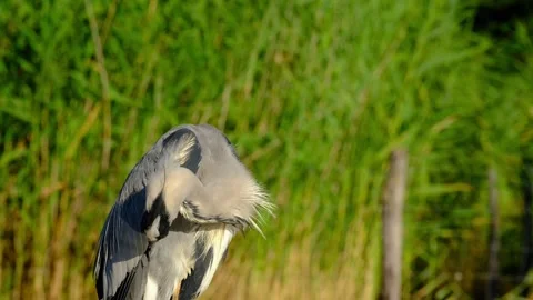 Grey heron preening feathers Stock Footage 316043456