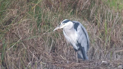 GREY HERON PREENING Video stock 125101922