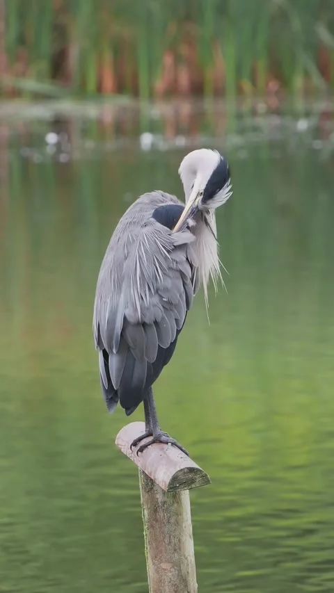 Grey Heron Preening Stock Footage 345667107