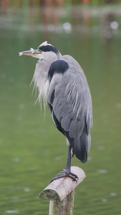 Grey Heron Preening Stock Footage 345667170