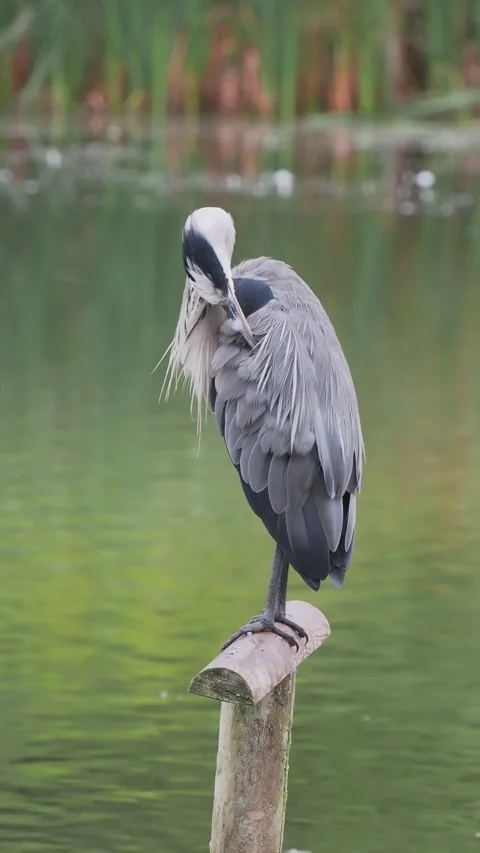 Grey Heron Preening Stock Footage 345667178
