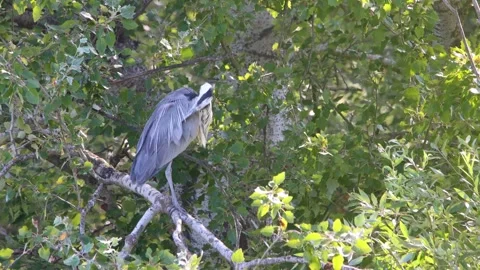 Grey heron preening its feathers on a branch 4K Video stock 314998513