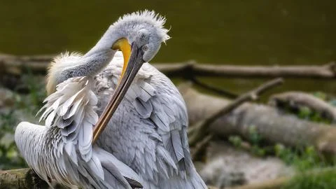 Grey Heron Preening Its Feathers Stock Photos