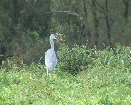 Grey heron with prey Stock Footage