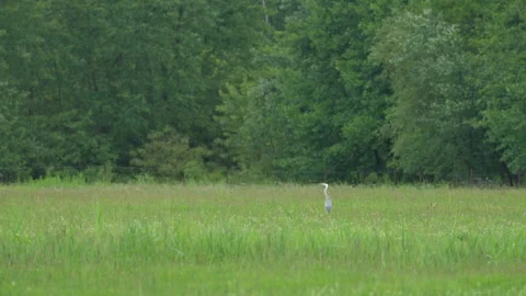 Grey heron in the rain Video stock 324577179