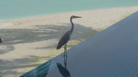Grey Heron Reflected in Infinity Pool Beside a White Sand Maldives Beach Stock Footage 344086334