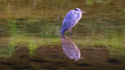 Grey heron reflected in the water? Stock Footage 325455020