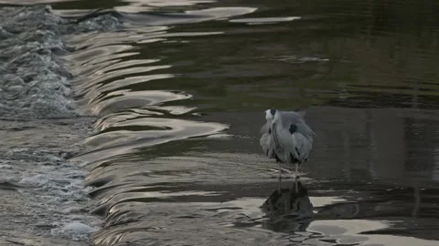 Grey heron resting in a shallow river. Stock Footage 164183445